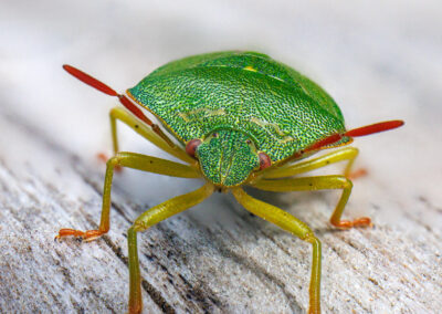 TERRAbyte - Naturfotografie - Referenzen